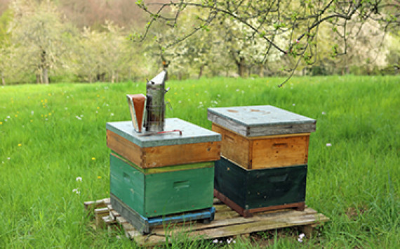 Counting bees